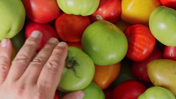 Die Hand Des Menschen Legt Tomaten Zum Reifen Reife Und — Stockvideo