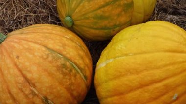 Çiftçi hasattan sonra taze organik balkabaklarını ovalıyor, yakın plan, balkabakları samanların üzerinde yatıyor..