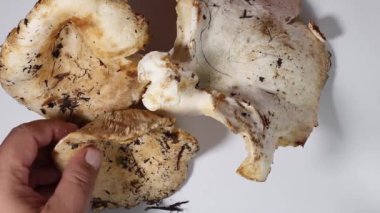 İnsan elleri taze süt mantarları koyuyor Lactarius resimus beyaz bir masaya, yakın plan.
