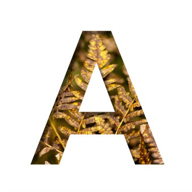 A harfi, sonbahar eğreltiotu yaprakları, sonbahar yazı tipi veya alfabesi ile beyaz kağıttan kesilir. Dekoratif yazı tipi koleksiyonu.
