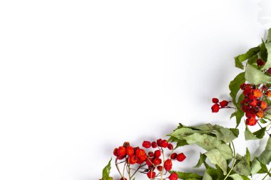 Böğürtlenli ve yapraklı Rowan dalı beyaz arka planda bir çerçeve olarak düz yatar ve boşluğu kopyalar.