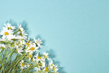 Mavi arkaplanda bir çerçeve olarak papatya demeti, pankart veya maket, düz uzanma ve kopyalama alanı.