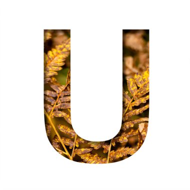 U harfi, sonbahar eğreltiotu yaprakları arka plan, sonbahar yazı tipi veya alfabesi ile beyaz kağıttan kesilir. Dekoratif yazı tipi koleksiyonu.