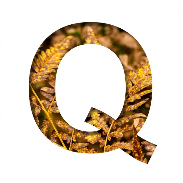 字母Q是从带有秋天蕨叶背景 晚秋字体或字母的白纸上剪下来的 装饰字体集 — 图库照片
