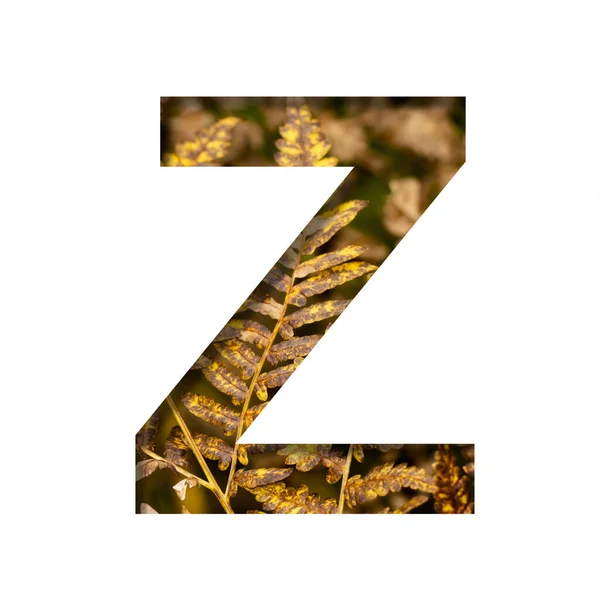 字母Z是从带有秋天蕨叶背景 晚秋字体或字母的白纸上剪下来的 装饰字体集 — 图库照片