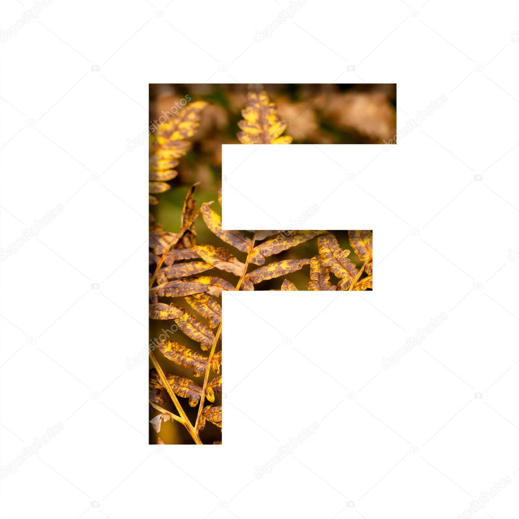The letter F is cut from white paper with autumn fern leaves background, late autumn font or alphabet. Collection of decorative fonts.