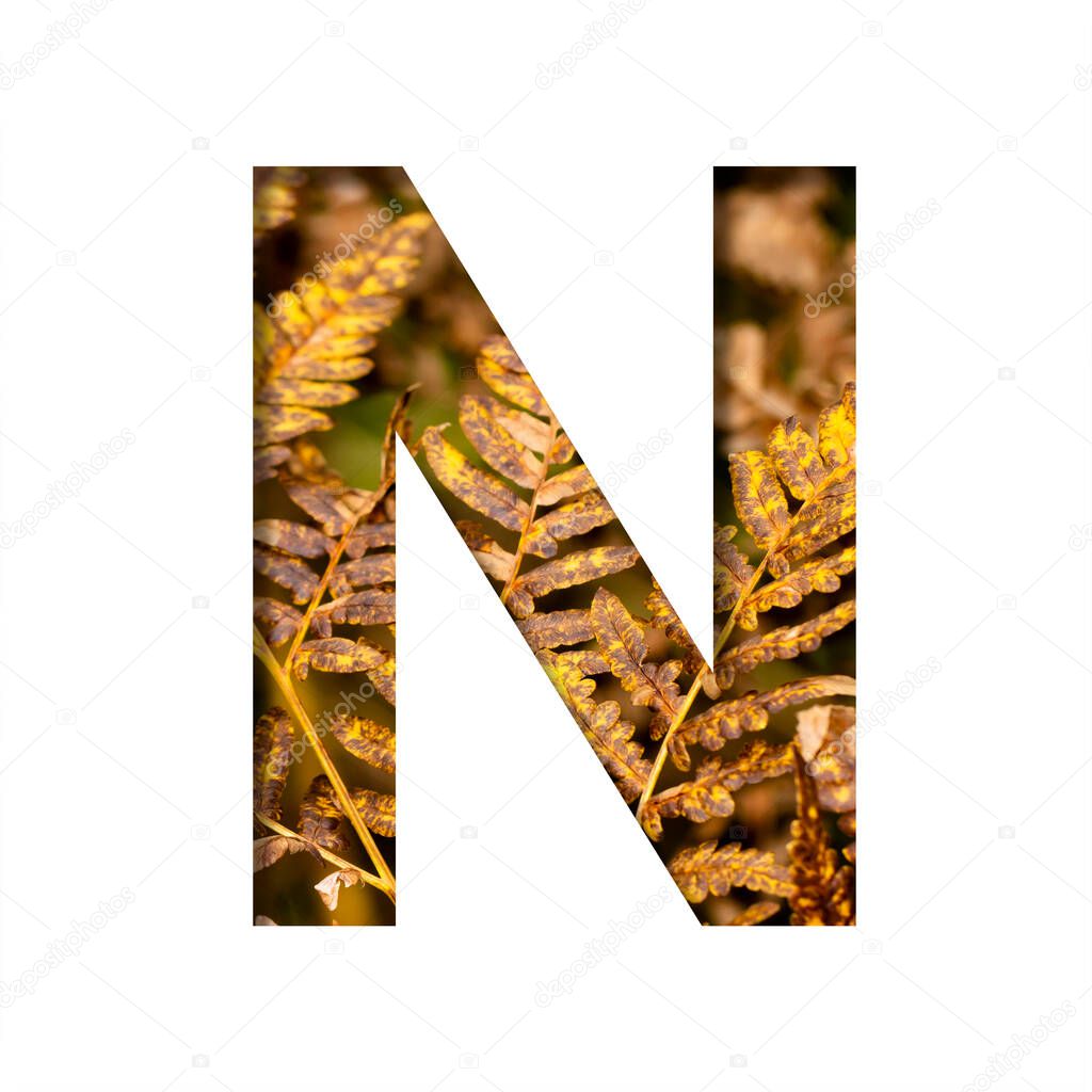 The letter N is cut from white paper with autumn fern leaves background, late autumn font or alphabet. Collection of decorative fonts.