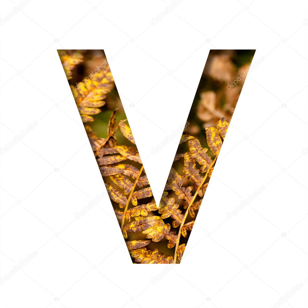 The letter V is cut from white paper with autumn fern leaves background, late autumn font or alphabet. Collection of decorative fonts.