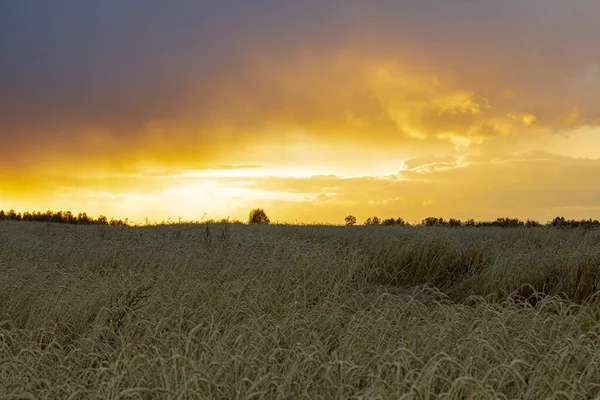 Vetefält Vid Skymningen Ljus Sol Vid Solnedgången Vackert Landskap För — Stockfoto