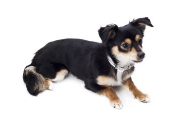 Küçük güzel köpek