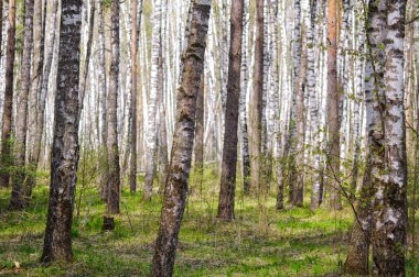 Erken baharda huş ağaçlarının Grove
