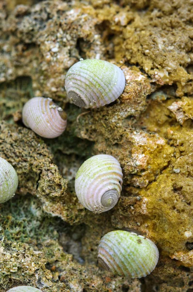 Groep van kleine slakken op steen — Stockfoto