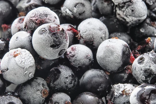 Donmuş Siyah frenk üzümü çilek, üstten görünüm, makro — Stok fotoğraf