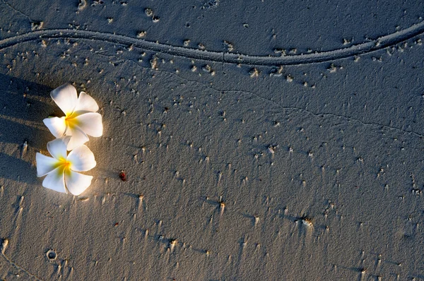 Due fiori di plumeria sulla spiaggia di sabbia al tramonto con linea d'onda del mare — Foto Stock