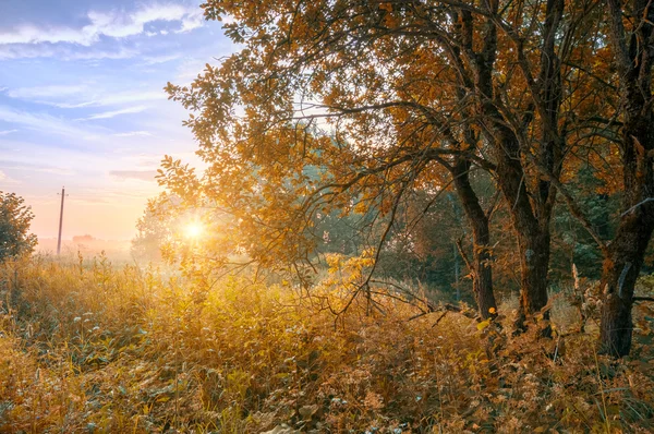 Forêt tôt le matin au lever du soleil avec brouillard en automne — Photo