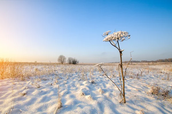 Krásné zimní pole krajina při západu slunce — Stock fotografie