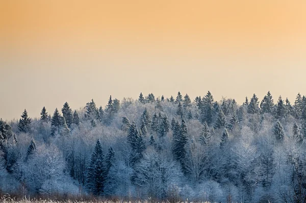 Gün batımında karla kaplı ağaçlar ile kış manzarası — Stok fotoğraf