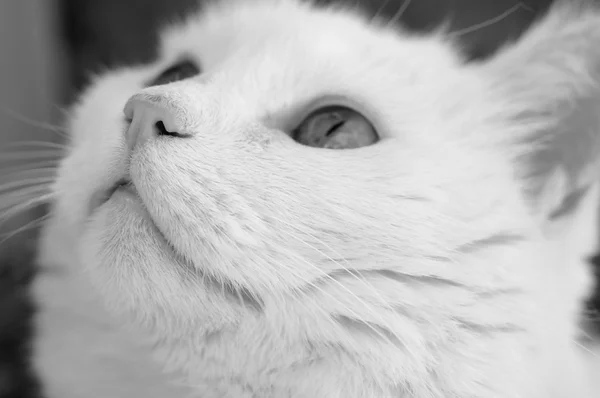 Weiße Katze Gesicht Makro bw — Stockfoto