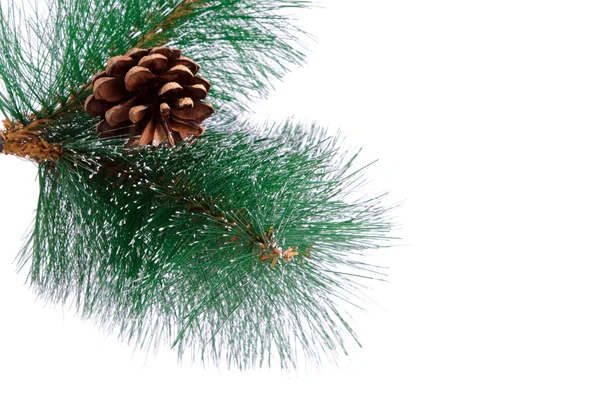 Pine branch with cone isolated on a white background — Stock Photo, Image