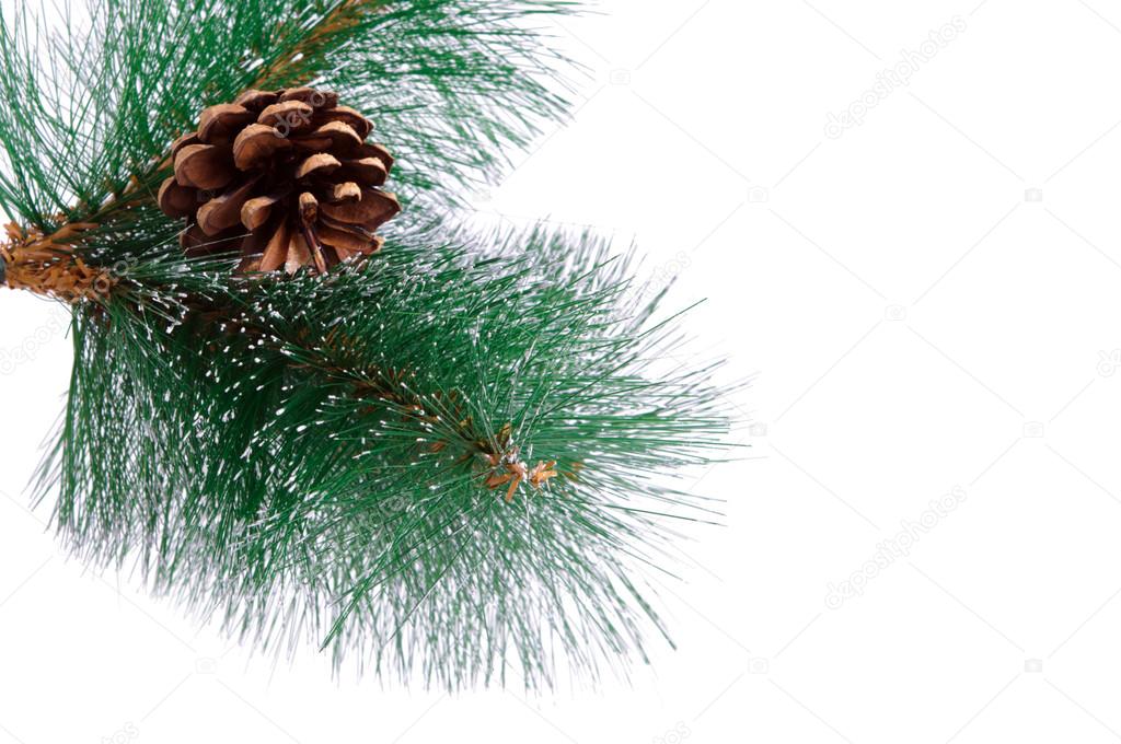 Pine branch with cone isolated on a white background