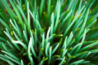 Fresh spring green grass close up macro clipart