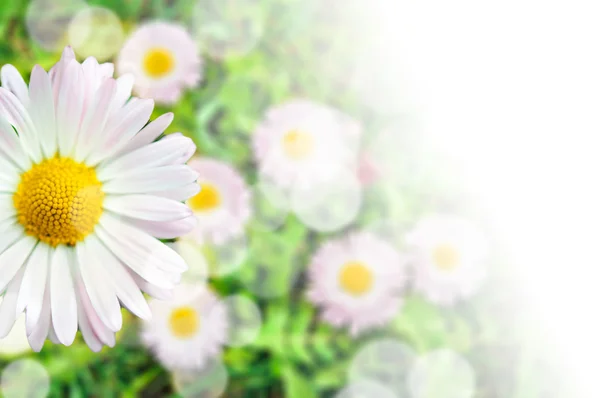 Composizione della carta di fiori di margherita con gradiente trasparente — Foto Stock