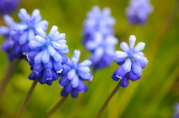 Muitas uvas Hyacinth ou Muscari Latifolium botryoides bolbos de flores florescendo azul na primavera — Fotografia de Stock