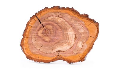 Top view of a tree plum stump sliced isolated on white background clipart