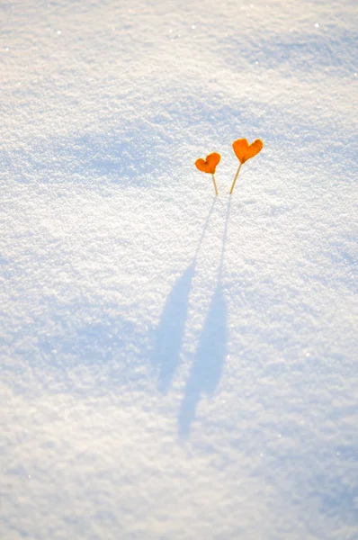 Zwei orange Mandarinenherzen auf weißem Schneehintergrund für Liebe und Valentinstag-Konzept — Stockfoto