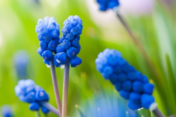 Mnoho Modřenec nebo Muscari Latifolium botryoides květinové cibule kvetoucí na jaře modré — Stock fotografie