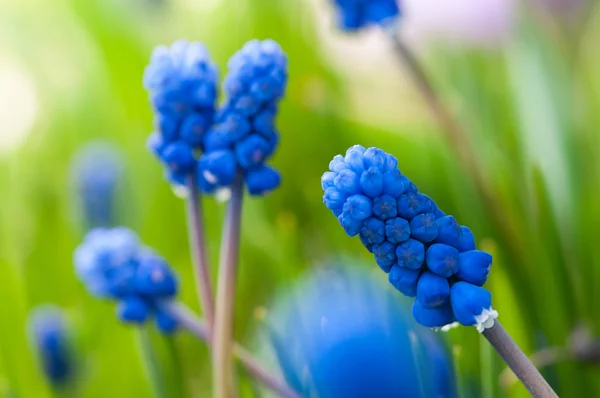 Muitas uvas Hyacinth ou Muscari Latifolium botryoides bolbos de flores florescendo azul na primavera — Fotografia de Stock