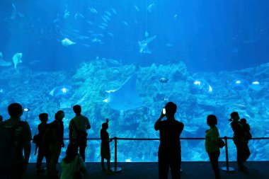 Hong Kong, Çin - 30 Ekim 2020: Ocean Park, Hong Kong 'da büyük akvaryum izleyen turist
