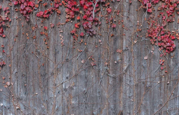 Ivy Wooden Fence Autumn Season Natural Background — Stock Photo, Image