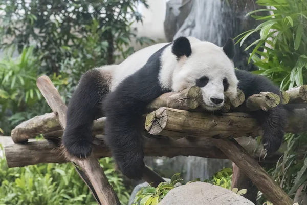 A adorable giant sleeping panda bear