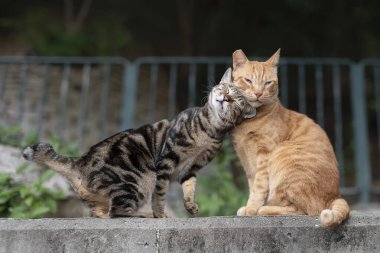 Sevimli küçük kedi büyük kediye yaslanıyor. Gerçek arkadaşlık kavramı.