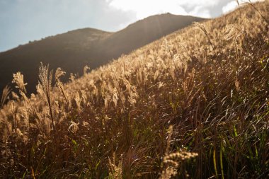 Sonbahar gümüşü çimenler. Klasik sonbahar manzarası arkaplanı
