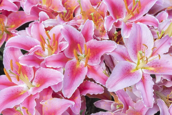 Krásné Barevné Květinové Pozadí Pro Svatební Scénu — Stock fotografie