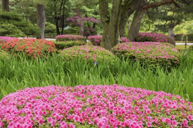 Bahar mevsiminde bahçede renkli bir çiçek. Doğal arkaplan
