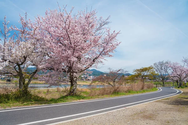 Arashiyama Kyoto Japonya Sakura Çiçek Yollarının Idyllic Manzarası — Stok fotoğraf