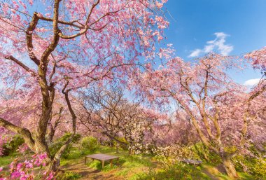 Japon bahçesinde yetişen taze pembe sakura çiçekleri.