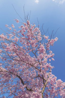 Mavi arkaplanlı güzel kiraz çiçeği sakura.