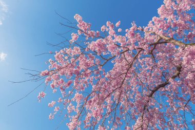 Mavi arkaplanlı güzel kiraz çiçeği sakura.