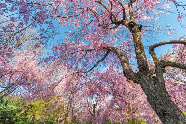 Красивый Цветок Сакуры Голубым Небом — стоковое фото