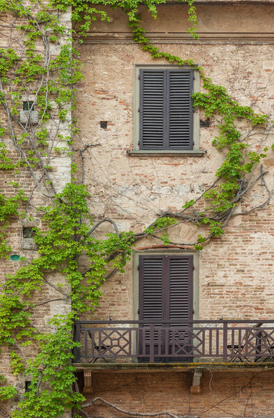 Climbing vines of ivy on old residential house in historical village San Gimignano, Tuscany, Italy