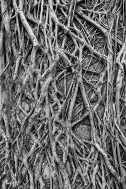 Duvardaki banyan ağacının kökünün yakın görüntüsü