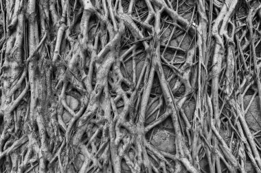 Duvardaki banyan ağacının kökünün yakın görüntüsü