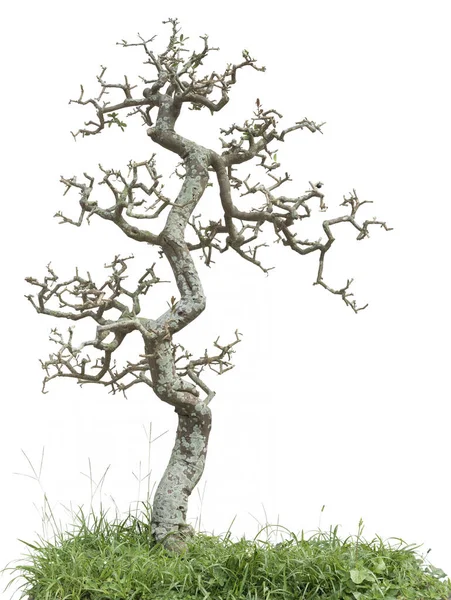 Pino Bonsai Isolato Sfondo Bianco — Foto Stock