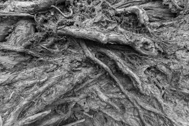 Toprakta ve çamurda solmuş kök. Doğal arkaplan