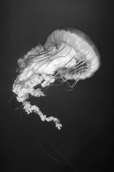 Jellyfish Black White — Stock Photo, Image