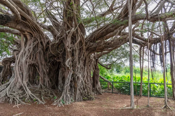 Natural landmark Kam Tin Tree House in Hong Kong